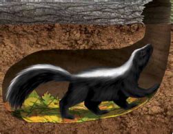 Skunk Removal from Your Garden - Skunkremovaltoronto.ca