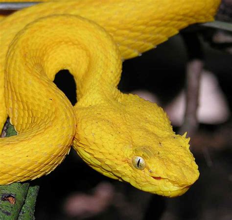 Eyelash Viper Facts and Pictures | Reptile Fact