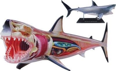 Great White Shark Anatomy Model 4D | Wiltronics