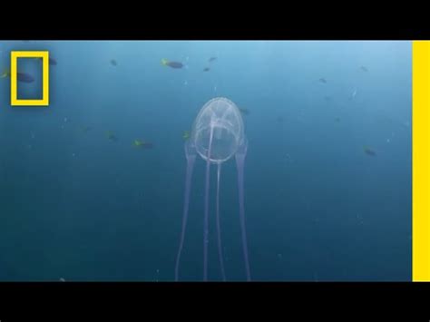 Box Jellyfish Sting