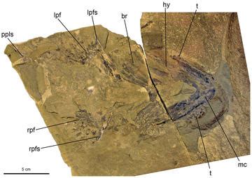 New study identifies ancient shark ancestors