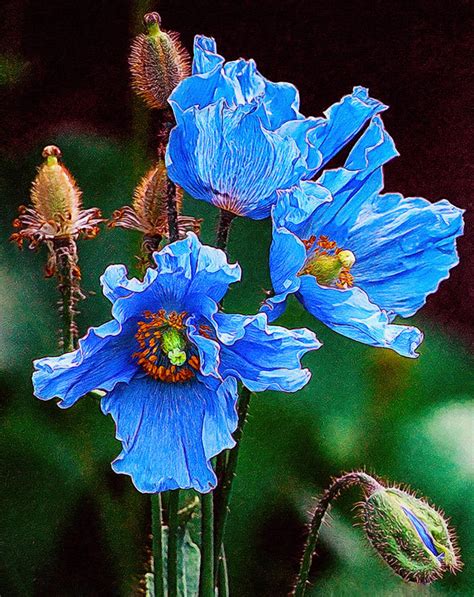 Himalayan Blue Poppy Flower Painting by Jeelan Clark