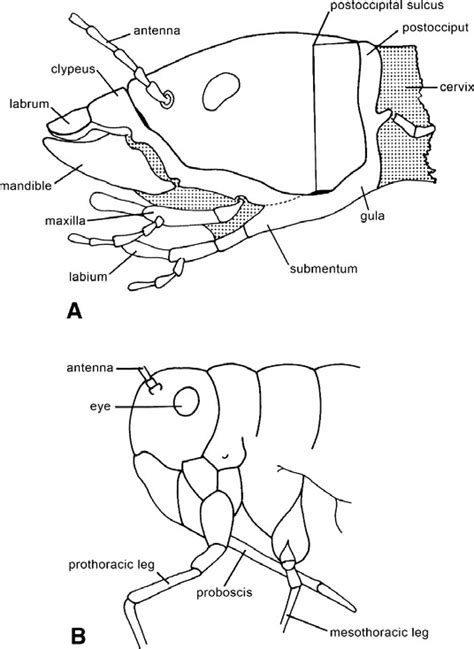 Entomology For Students: Insect Head