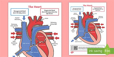 KS2 Heart Diagram QR Labelling Activity - Science - Twinkl