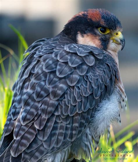 Lanner Falcon - DAVID HELLARD PHOTOGRAPHY