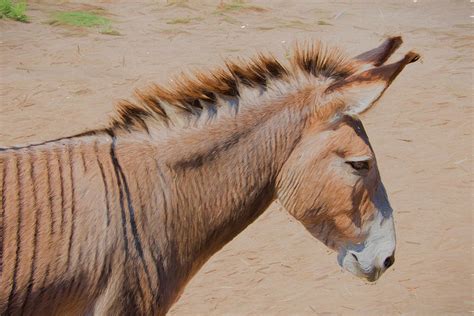 Zorse In Profile Photograph by JG Thompson - Fine Art America