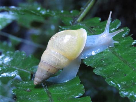 Mysterious Blue Snail 'Glows' Like It's Radioactive | FC