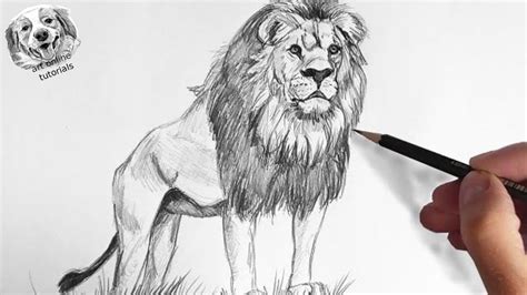 Lion Pencil Drawing Outline