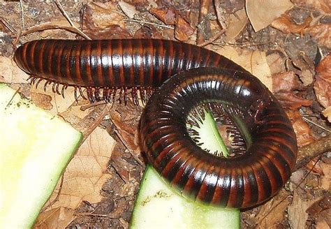 What do Giant Millipedes Eat? | Giant Millipedes