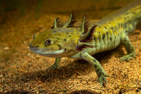 Barred Tiger Salamander Larvae