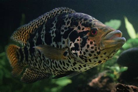 Jaguar Cichlid Care - Size, Life Span, Tank Mates, Breeding