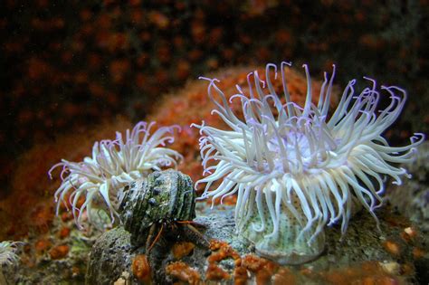 40 Shocking Sea Anemone Facts About the Flowers of the Sea - Facts.net