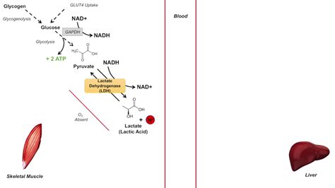 Formation of lactic acid in muscles