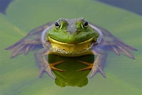 American Bullfrog | National Geographic | Amphibians, Frog species, Frog