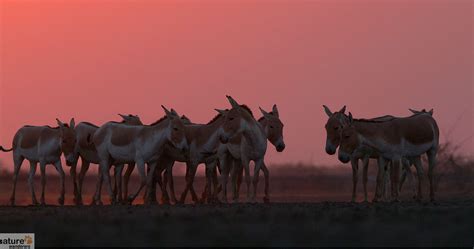 Rann of Kutch Wildlife Photography Tour | Indian National Parks - Naturewanderers.com