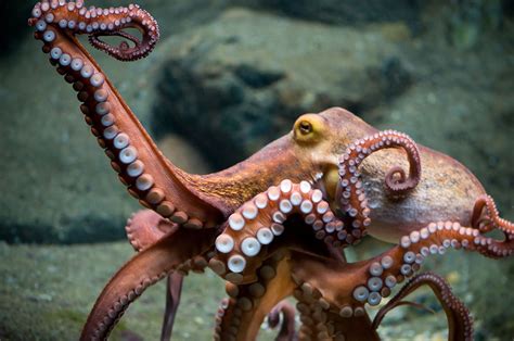 Octopus Desktop Wallpapers - Wallpaper Cave