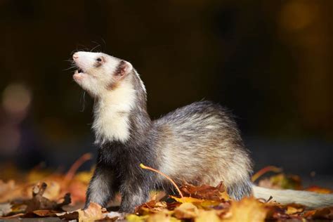 20 Ferret Colors and Patterns (With Pictures) - The Pet Savvy