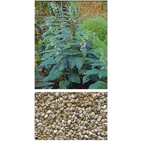 Sesamum Seeds at best price in Dehradun by Floral Seed Company | ID ...