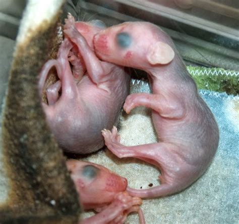 What Does a Baby Opossum Look Like? – Walden's Puddle