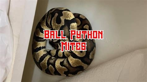 Ball Python Mites: Symptoms, Causes, Treatment & Prevention