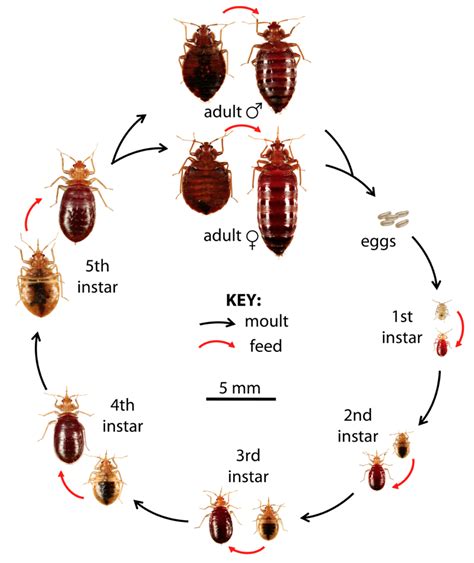 bed bug life cycle uk - Mayola Sowell