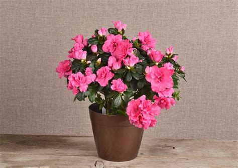 Azalea Flower Care Indoor – Idalias Salon