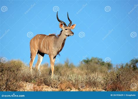 Kudu antelope stock image. Image of mammal, wild, horns - 26193629