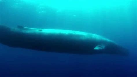 Blue Whale Underwater