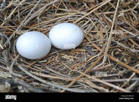 Mourning Dove Eggs Hatch