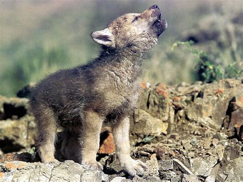 Baby Arctic Wolf Howling