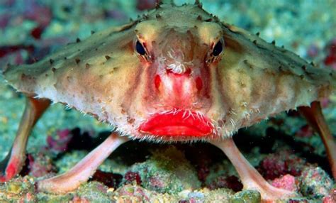 Red-lipped Batfish Facts and its Remarkable Adaptations - Odd Facts