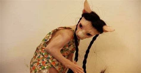 Someone Put Their Sphynx Cat In A Wig And Dress And I'm Laughing So Hard Right Now