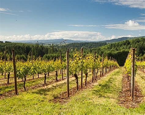 Fabulous Wineries Near Portland, Oregon