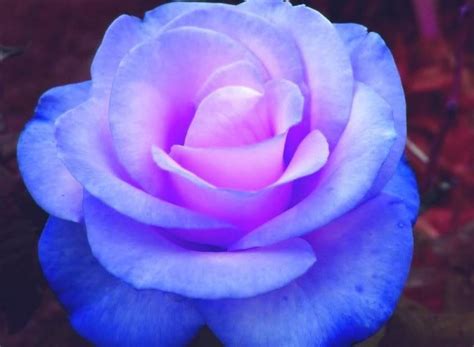 Which beautiful blue flower? Poll Results - Beautiful Pictures - Fanpop