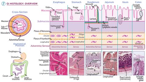 Gastrointestinal System: Overview of GI Histology | ditki medical ...