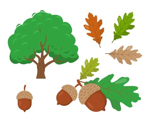 Premium Vector | Oak tree acorns and oak leaves isolated on white