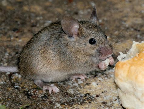 Mouse Feeding in Urban House Garden. Stock Photo - Image of family, home: 115203324