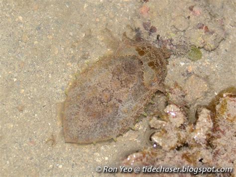 Adaptable Camouflage - Cuttlefish