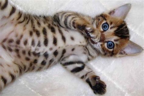 Bengal Cat – Purrfect Cat Breeds