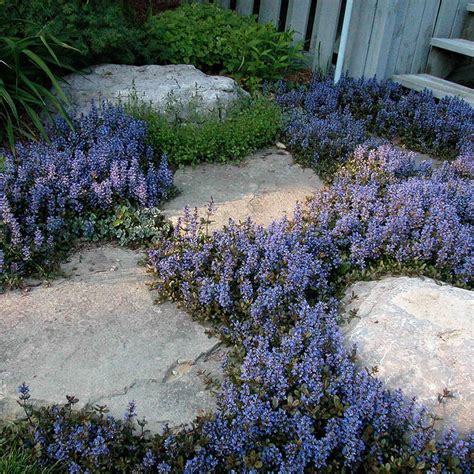 9 Best Perennial Ground Covers for Shade - Great Garden Plants