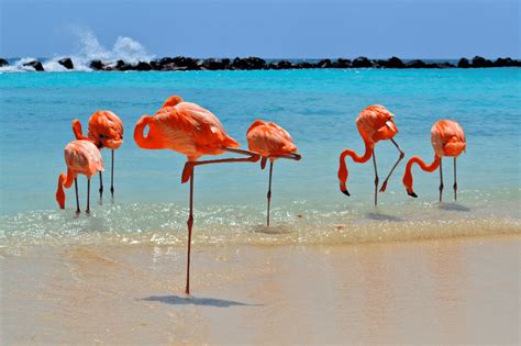 Visit Flamingo Beach on Renaissance Aruba Private Island