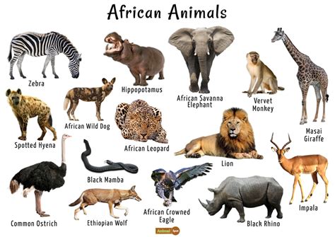 African Animals List, Facts, Conservation Status, Pictures