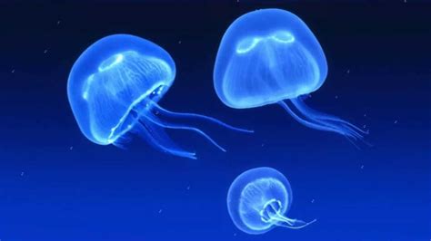 Animated Jellyfish Wallpaper - WallpaperSafari