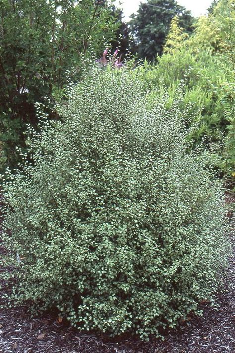 13 Best Pittosporum Varieties | Types of Pittosporum Plants