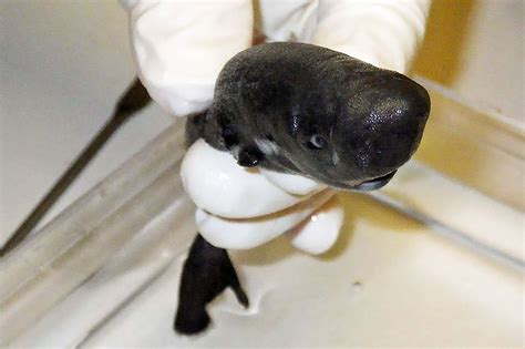 Glow-in-the-dark shark species discovered | FOX 5 San Diego & KUSI News