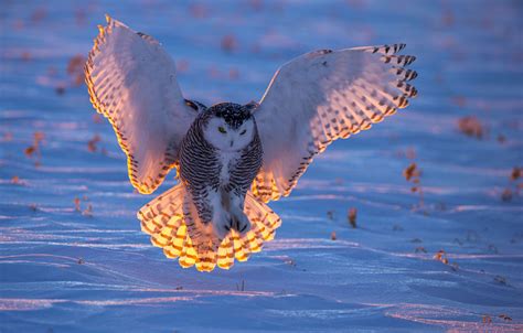 Snowy Owl Flying