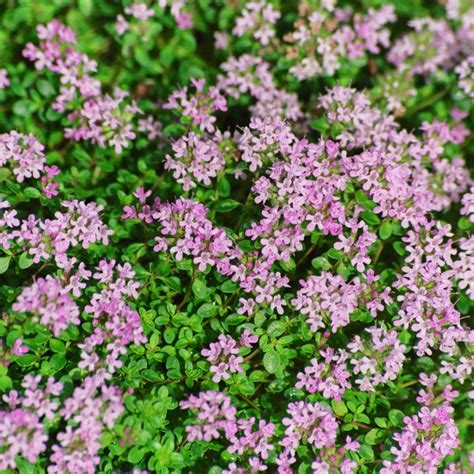 Thyme - Herb Plug Plants | Rocket Gardens