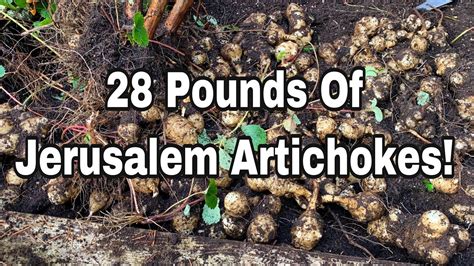 Harvesting 28 Pounds of Jerusalem Artichokes - YouTube