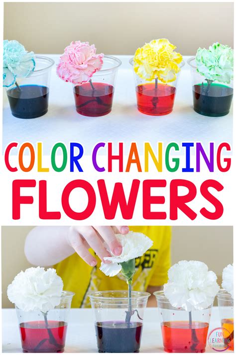 Color Changing Flowers Science Experiment