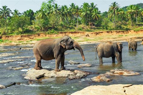 Elephant orphanage, Sri lanka Stock Photo by ©fotoall 106131490